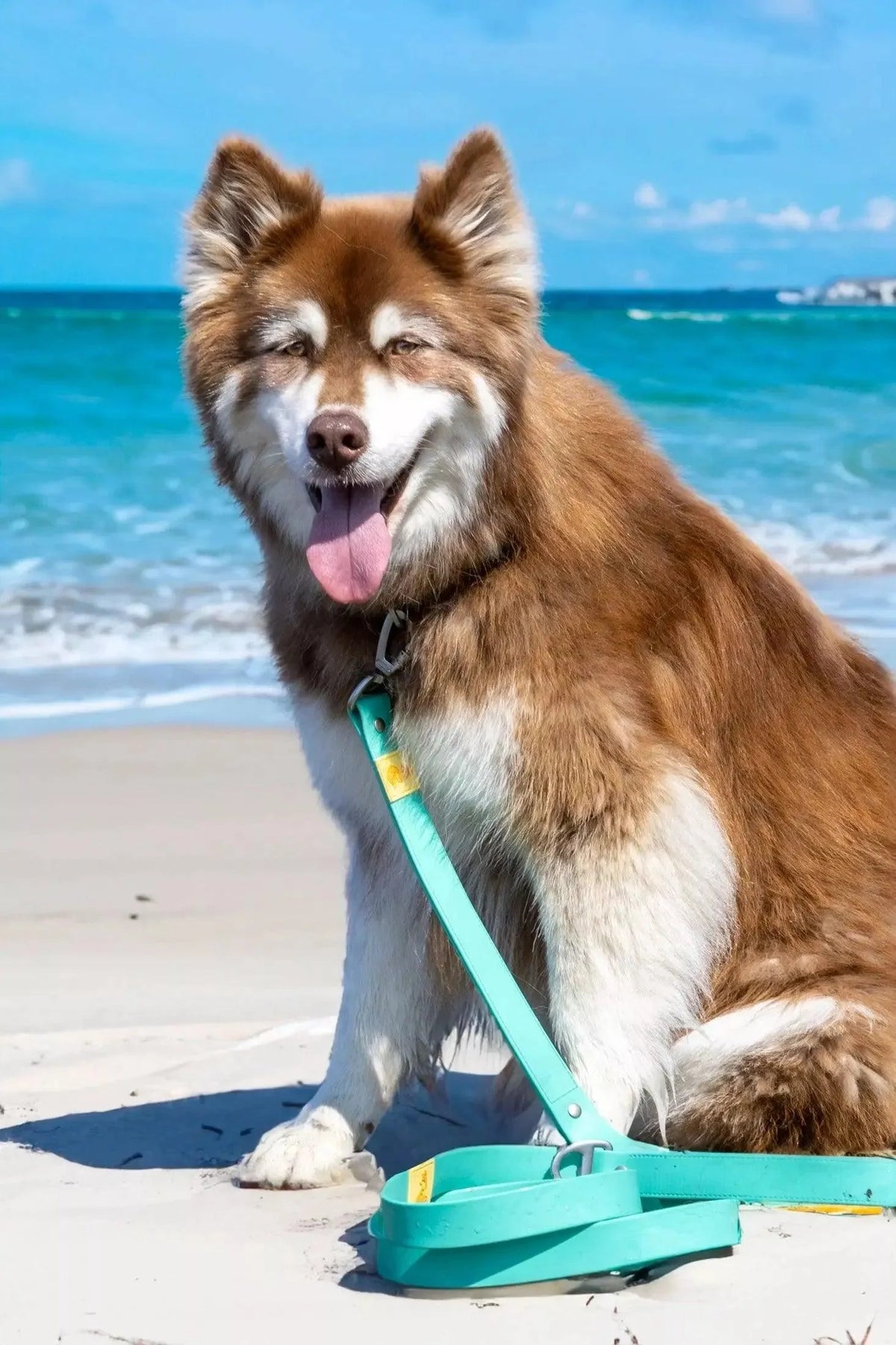 Island Vibes Leash