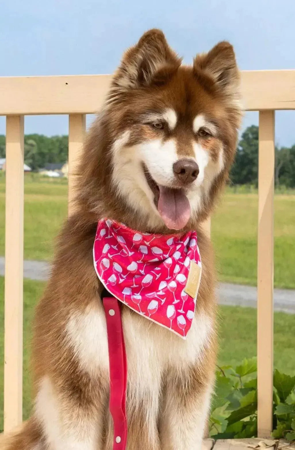 Red Mountain Syrah Dog Bandana & Matching Keychain-2