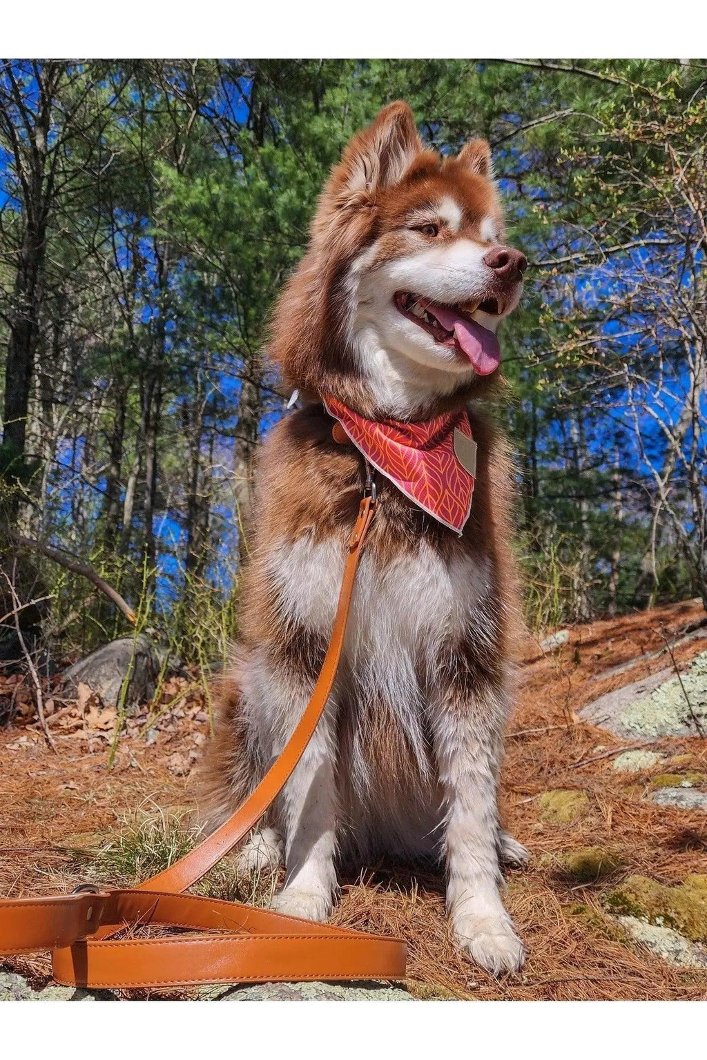 Sierra Sunrise Vegan Leather Dog Leash-4