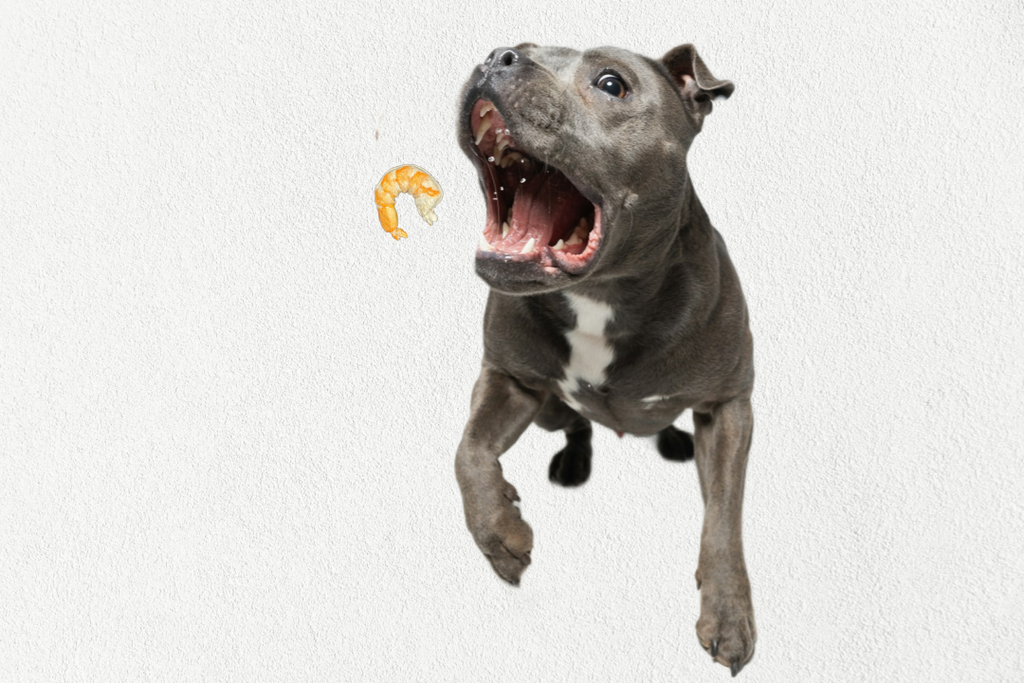 Single Ingredient, High Value Freeze-Dried Training Treats for Dogs & Cats - Shrimp-2
