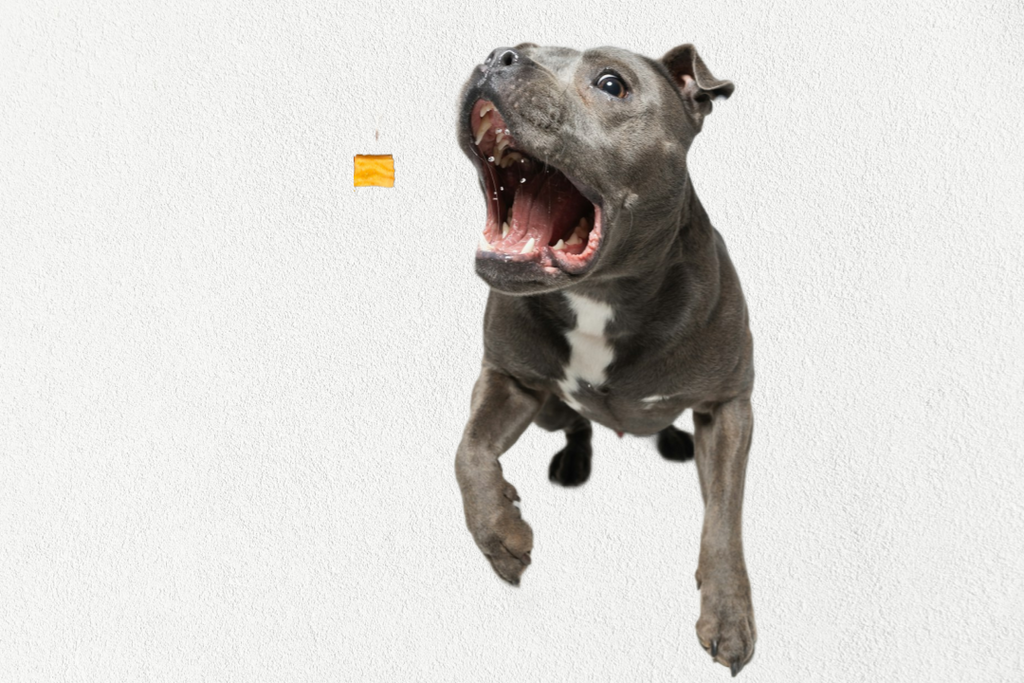 Single Ingredient, High Value Freeze-Dried Training Treats for Dogs & Cats - Sweet Potato-2